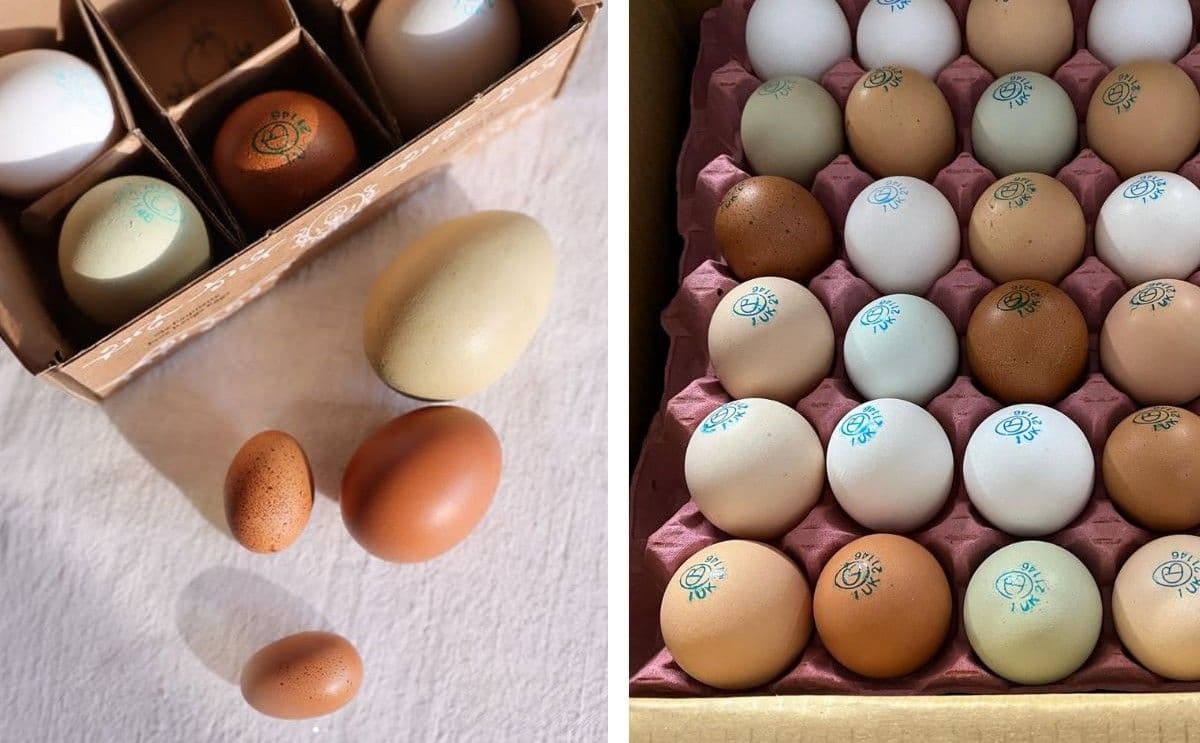 Images for Your Guide to an Eggs-ellent Ingredient